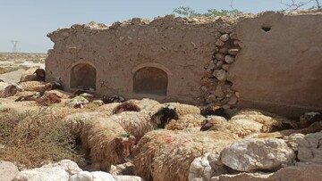 قیمت جدید دام‌زنده ۲۶ آبان‌ماه ۱۴۰۴ اعلام شد/ گوسفند و گوساله باز هم ارزان شد + جدول