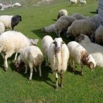 قیمت جدید دام‌زنده ۳۰ آبان‌ماه ۱۴۰۴ اعلام شد/ گوسفند ارزان و گوساله گران شد + جدول