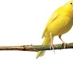 قیمت قناری بسته به رنگ و هیکل و صدای خوش تا یک‌میلیاردتومان هم می رسد/ در ایران چندقناری میلیاردی داریم؟