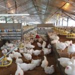 ماجرای مرغ تریاکی چیست؟/ واکنش مرغداران گوشتی به یک ادعا