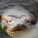 مار عظیم‌الجثه‌ افسانه‌ای، واقعاً پیدا شد