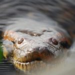 مار عظیم‌الجثه‌ای که قرن‌ها در افسانه‌ها بود، واقعاً پیدا شد