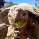 مرگ سالخورده‌ترین ساکن باغ وحش «سن‌دیگو»/ عکس