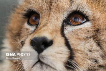 مشاهده «تلما» پس از ۳ سال در توران