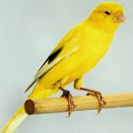 معاوضه یک جفت قناری با ۴.۵ کیلوگرم طلا/ گردش مالی قناری‌فروشی به اندازه حقوق ماهانه ۵ هزار کارمند؟