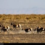 معجره در دل کویر؛ گورخر ایرانی از انقراض فرار کرد