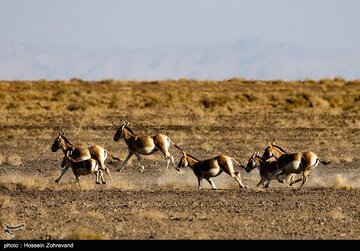 معجره در دل کویر؛ گورخر ایرانی از انقراض فرار کرد