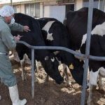 میزان خسارت دامداران از تب برفکی اعلام شد/ جزییات واکسیناسیون دام