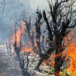 هواپیمای ایلوشن به جنگل‌های چالوس رسید