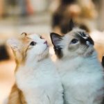 پرداخت نفقه گربه‌ها پس از طلاق