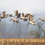 پرندگان مهاجر بدون «GPS» چطور راه خود را پیدا می‌کنند؟