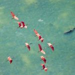 پس از ۱۴۳ سال تایید شد / اندامی مرموز، قطب‌نمای درونی پرندگان است