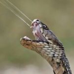 چرا نیش مار کشنده است؟ / ۹۰ میلی‌ثانیه مرگبار