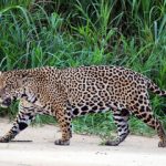 چرا همه حیوانات وحشی را نمیتوان مثل سگ و گربه اهلی کرد؟