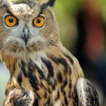 چشم برخی جغدها از داخل گوششان دیده می‌شود