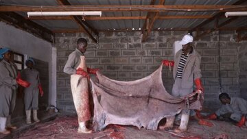 چینی‌ها پوست خر کن شدند!/ جزئیات یک تجارت وحشتناک اما پرسود