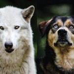 کدام سگ بیشترین ژن گرگ را دارد؟