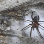 کشف بزرگترین تار عنکبوت دنیا با اندازه نصف زمین تنیس در اعماق زمین