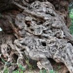 کهن‌ترین درخت زیتون جهان، حتی اسکندر مقدونی و فیثاغورث را دیده است!