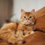 گربه‌های ملوس خانگی، چه زمان اهلی شدند؟