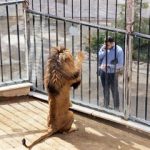 گزارش یک روزنامه؛ حیوانات پردیسان به باغ‌ وحش‌ها فروخته می‌شوند