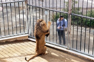 گزارش یک روزنامه؛ حیوانات پردیسان به باغ‌ وحش‌ها فروخته می‌شوند