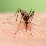 گسترش فعالیت پشه آئدس با بارش‌های پاییزی/ هشدار گسترش تب دنگی در این مناطق