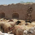 گوسفند کیلویی ۳۲۰ هزار تومان شد/ قیمت واقعی گوشت قرمز چقدر است؟