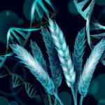 گیاه گندمی که برای خودش کود تولید می‌کند