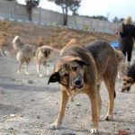 آغاز عملیات جمع‌آوری سگ‌های ولگرد در تهران/ راه‌اندازی کلینیک‌های سیار برای عقیم‌سازی سگ‌ها