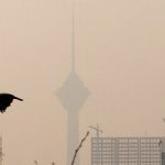 آلودگی هوای تهران؛ بحران مشترکِ شهر و طبیعت/ پرندگان مهاجر تهران را دور میزنند/ گنجشکها کجا رفتند؟/ جمعیت کدام پرنده در تهران بیشتر شده؟