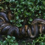 آناکوندای ۱۲ میلیون‌ساله/ مار غول‌پیکری که هرگز کوچک نشد