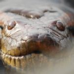 این مار عظیم‌الجثه‌ ۱۲ میلیون سال بدون تغییر باقی مانده