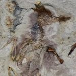 این پرنده با بیش از ۸۰۰ سنگ در گلویش خفه شده / عکس