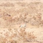 برای نخستین بار؛ ثبت و مشاهده چکاوک هدهدی در این استان/ عکس