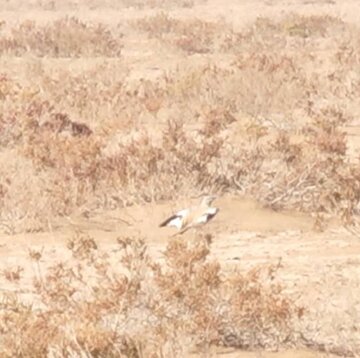 برای نخستین بار؛ ثبت و مشاهده چکاوک هدهدی در این استان/ عکس