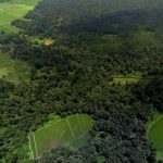 بهای واقعی جنگل‌کاری عظیم چین