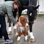 تصویر کوچکترین اسب دنیا با ۵۳ سانتی‌متر قد