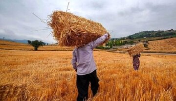تغییر قیمت گندم جدی شد؟/ گندمکاران حتما بخوانند