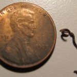 تنها حشره قطب جنوب پلاستیک می‌خورد / کشف تکان‌دهنده زنگ‌خطر را به صدا درآورد