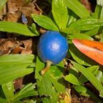 تنها «میوه آبی» جهان چیست؟