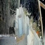 حضور غیرمنتظره خرس در منزل مسکونی