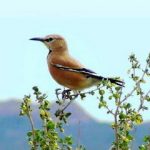 زاغ بور، پرندهای که دویدن را بیشتر از پرواز دوست دارد