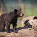 سرنوشت توله خرس گمشده پردیسان/  ضعف از ما بود که دوربین‌گذاری‌ها دقیق نبود