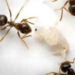 فداکاری بینظیر / سربازانی که برای نجات کلونی جان میدهند