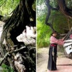 قدیمی‌ترین درخت انگور جهان/ عکس