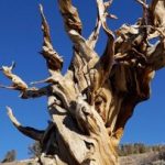 قدیمی‌ترین موجود زنده زمین که توسط انسان از بین رفت