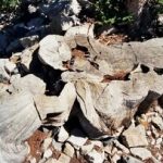 قطع کردن درخت ۵ هزار ساله با یک اشتباه شوک‌آور / مرگ دردناک درختی که قبل از اهرام مصر متولد شده بود