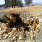 قطع‌کنندگان درختان در بندپی بابل/ واکنش یک مقام قضایی