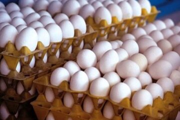 قیمت جدید تخم مرغ اعلام شد/ کاشانی: بالاتر از این قیمت، پول تخم مرغ ندهید!